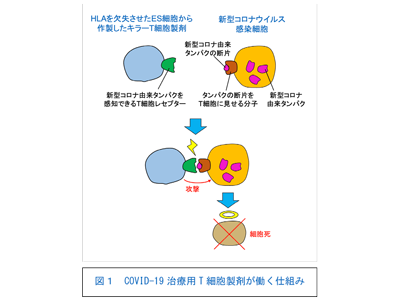 新型コロナウイルス感染症を治療するT細胞製剤の技術開発に成功－京大ほか