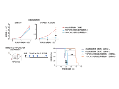 血液がん、DNAメチル化阻害剤の効果を抑制するメカニズム解明－東大医科研ほか