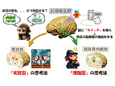 状況変化に対応する「実践型・理論型」の思考法に関わる脳回路をサルで発見－京大ほか