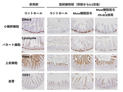 ヒトMuse細胞の投与が「放射線腸管障害」に有効な可能性、マウスで確認－量研ほか