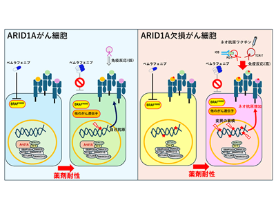 抗がん剤耐性の難治性腫瘍、薬剤耐性で出現のネオ抗原用いる免疫療法が有望－理研