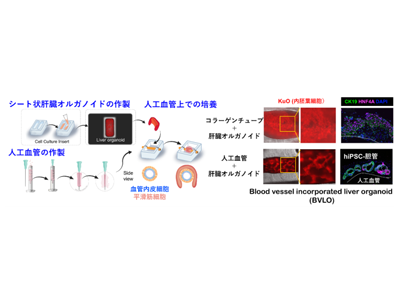 ヒトiPS細胞由来の肝臓オルガノイド、内部の胆管構造再現に成功－東大医科研