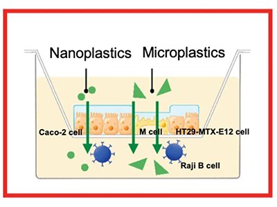 培養小腸モデルでマイクロナノプラスチックの人体への取り込みを検証－東大