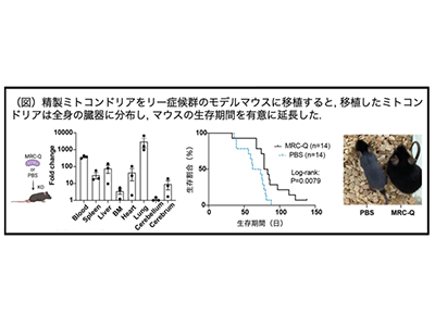 新治療「ミトコンドリア移植」開発、リー症候群マウスの症状緩和・寿命延長－OICIほか