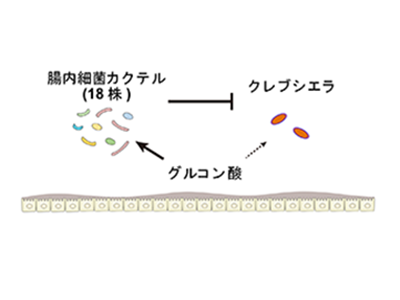 18種の菌を混ぜた腸内細菌カクテル投与で「炎症性腸疾患」改善の可能性－慶大ほか