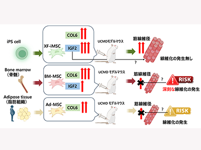 筋ジストロフィー細胞治療、最も安全・効果的な候補はiPS細胞由来MSCs－CiRA