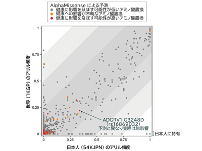 薬剤標的となりうるGPCR、日本人の多様性を5万人のデータから解析－東北大ほか