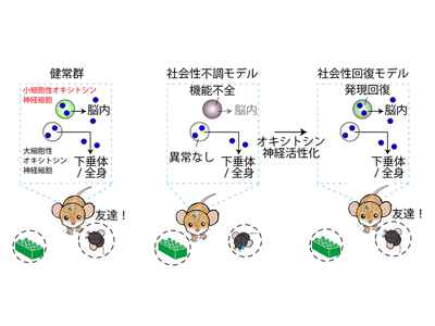 自閉スペクトラム症などの社会性不調にオキシトシン神経細胞の機能不全が関連－理研