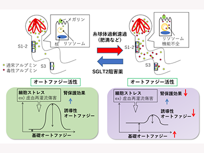 SGLT2阻害薬の腎保護作用、新メカニズム解明－阪大