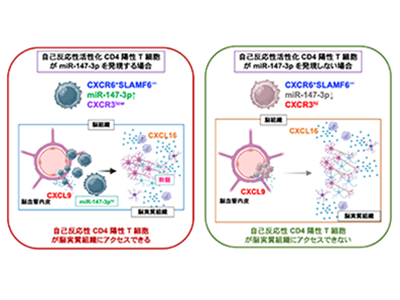 自己免疫疾患の発症、病原性CD4 T細胞に発現のマイクロRNAが関与－NIBIOHNほか