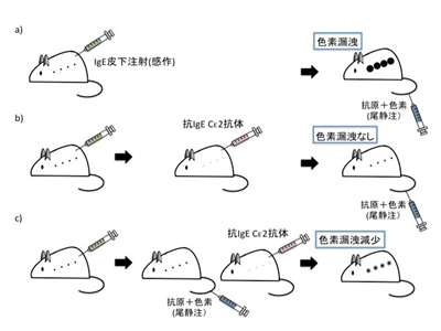 I型アレルギーを即座に抑制、アナフィラキシーに効果期待できる抗体医薬発見－順大ほか