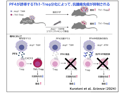 がん免疫療法、自己免疫による副作用を起こさない新規治療法開発－阪大