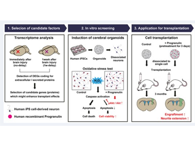 脳神経障害への細胞移植治療、効果向上技術を開発－CiRA