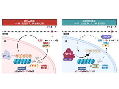 胃がんの新たな治療標的発見、予後悪化にヒストンラクチル化が関与－科学大ほか