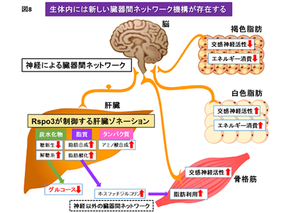 肝臓ゾネーション分子Rspo3、臓器間ネットワーク介し脂肪組織など制御－帝京大ほか