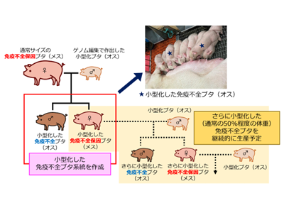 免疫不全ブタ小型化に成功、無菌飼育試験実施にもつながる成果－農研機構