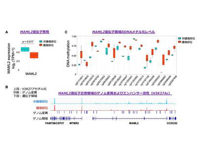 肺腺がんメカニズムをマルチオミックス解析で解明、創薬研究に貢献－国がんほか