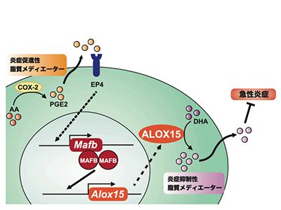 急性腎障害、マクロファージ転写因子MAFBによる炎症制御機構を解明－筑波大
