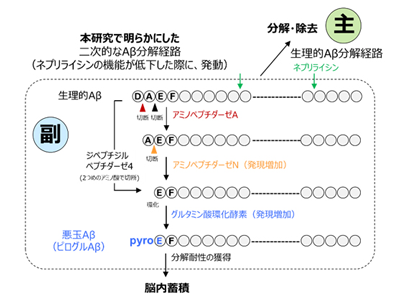 アミロイドβの悪玉化機構を解明、ADの新規創薬標的も発見－理研ほか