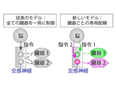 自律神経の仕組み解明、交感神経はサブタイプごとに臓器を個別に制御－理研ほか