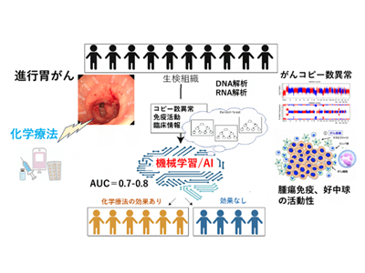 胃がんの化学療法、個人ごとの効果予測が可能なAI開発に成功－理研ほか