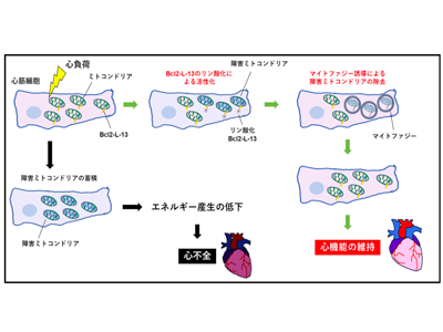 心不全の治療薬開発につながる、障害ミトコンドリア分解機構解明－阪大ほか