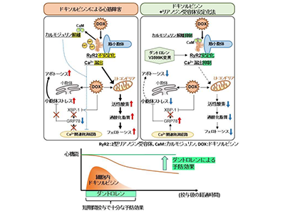 抗がん剤ドキソルビシン心毒性、ダントロレン予防投与で改善の可能性－山口大