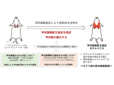 甲状腺機能亢進症に未知の分子が関与する可能性、新治療の開発に期待－京大