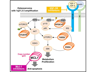 骨肉腫、Mcl-1阻害剤を用いた治療法が有効である可能性－がん研