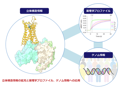 がん悪液質治療薬アナモレリン、活性に重要な受容体構造を解明－久留米大ほか