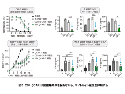 新たなCAR-T細胞療法、抗腫瘍効果は変わらずサイトカインを抑制－東京医科大ほか