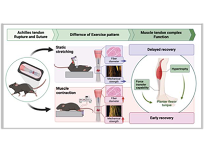 アキレス腱断裂縫合術後の筋機能回復に「筋収縮」が不可欠と判明－埼玉県立大
