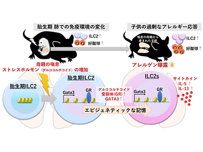 妊娠中の喘息、子の喘息を悪化させるメカニズムをマウスで解明－九州大