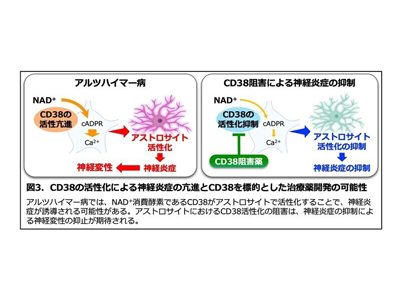 アルツハイマー病、脳内炎症状態を検出するバイオマーカー候補を発見－長寿研