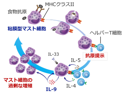 食物アレルギー、腸管マスト細胞が自身の過剰な増殖を引き起こす仕組み解明－順大ほか