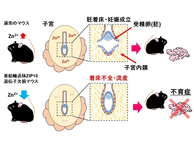 妊娠成立、子宮内膜の亜鉛取り込みが重要と判明－麻布大ほか